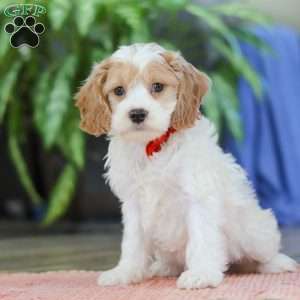 Mason, Cockapoo Puppy